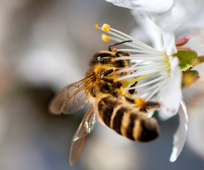 Illiria sostiene le api e adotta 11 alveari bio